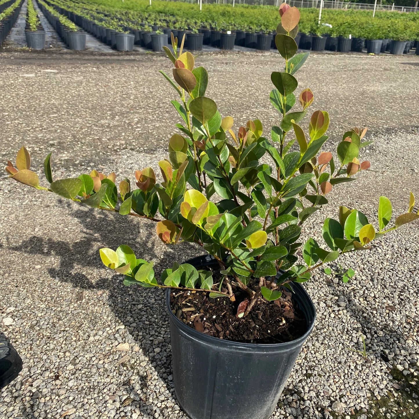 Cocoplum 'Red Tip'