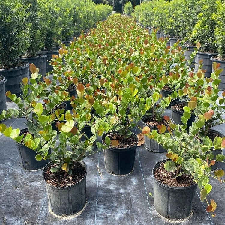 Cocoplum 'Red Tip'