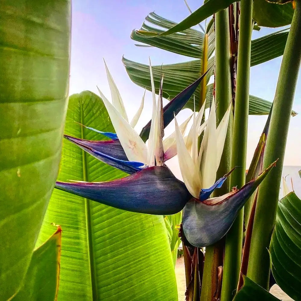 White Bird of Paradise