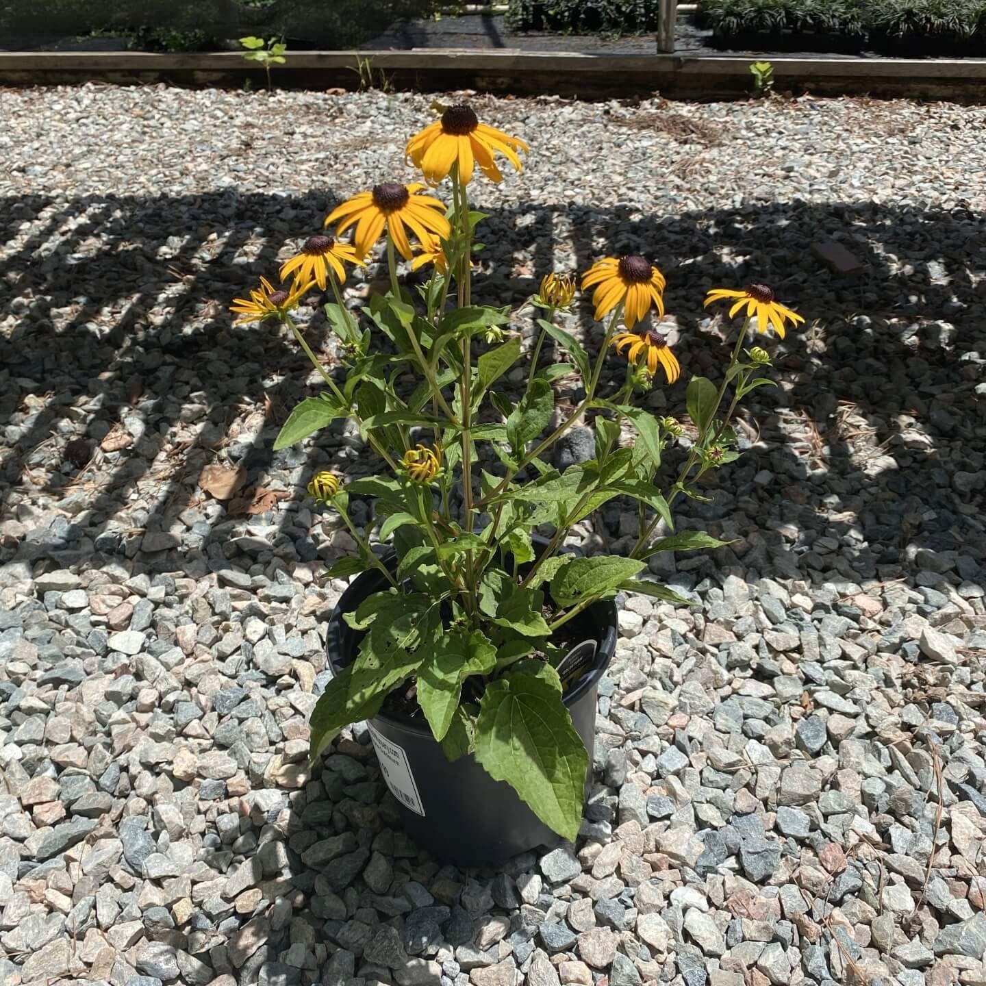 Black-eyed Susan