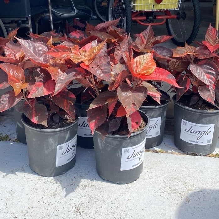 CopperLeaf - Red