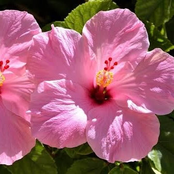 Hibiscus 'Seminole Pink'