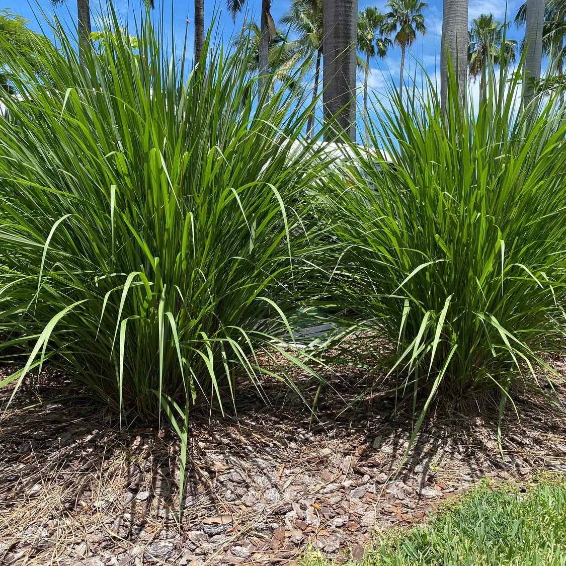 Fakahatchee Grass