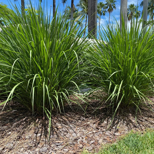 Fakahatchee Grass