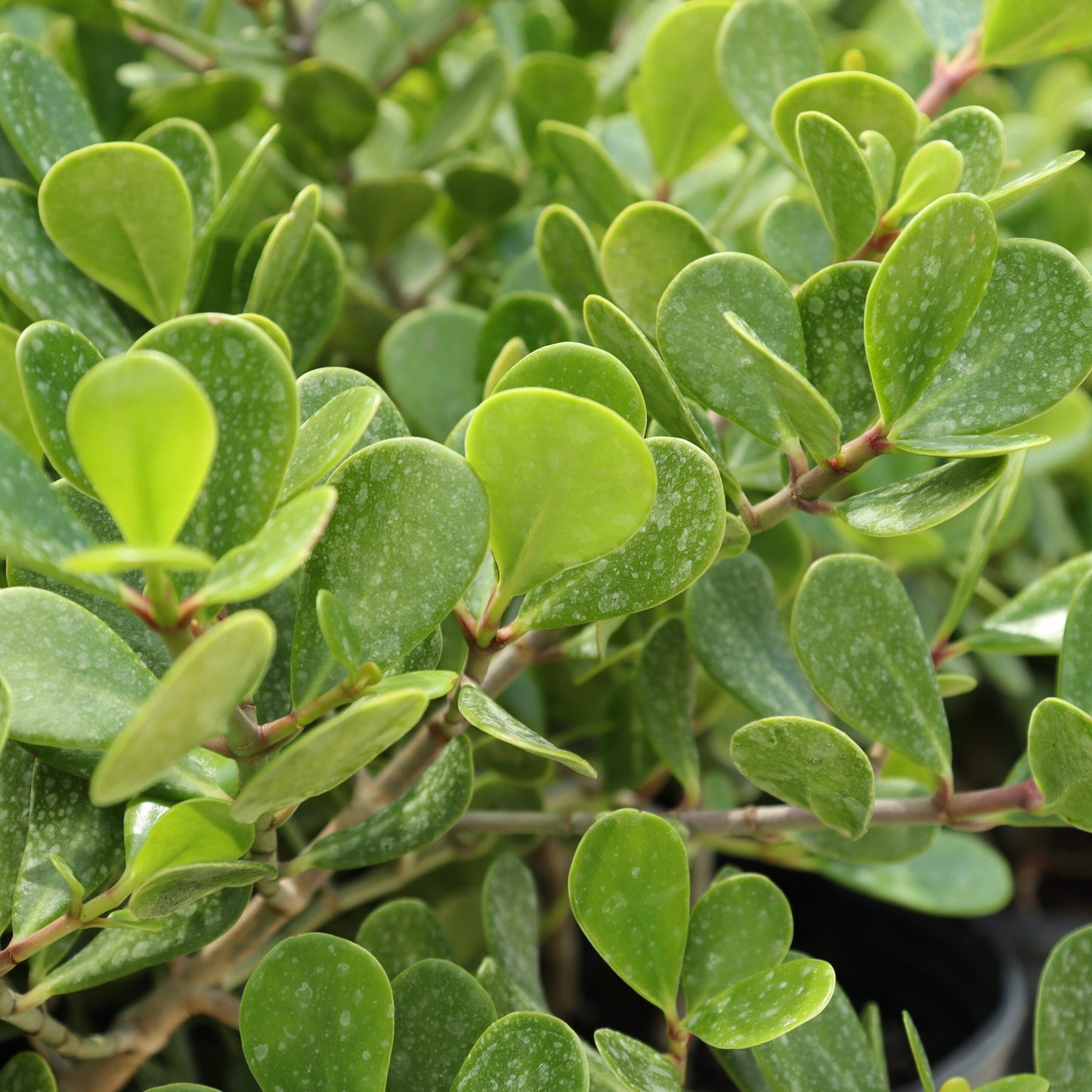 Dwarf Clusia