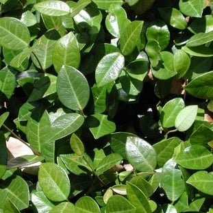 Jasmine 'Minima'