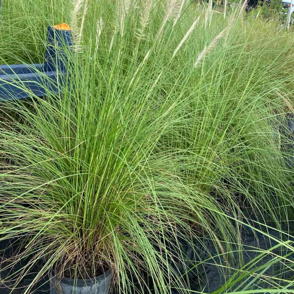 White Fountain Grass