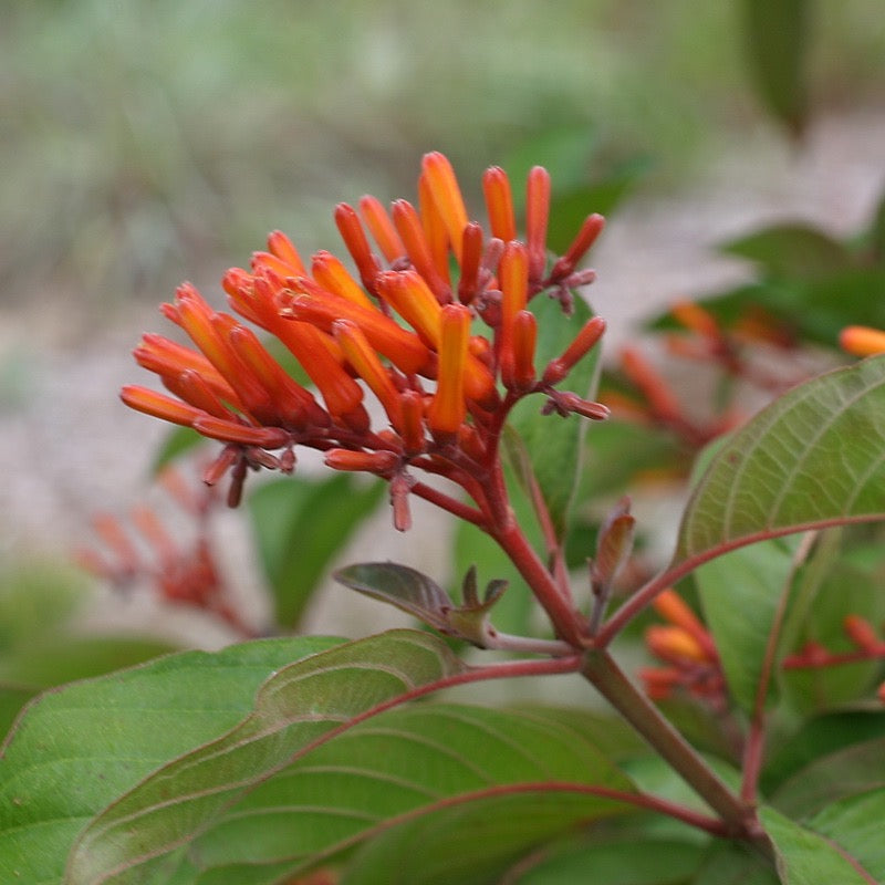 Firebush