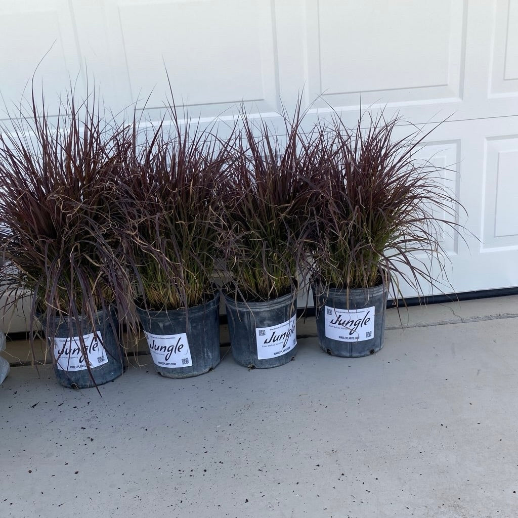 Purple/Red Fountain Grass