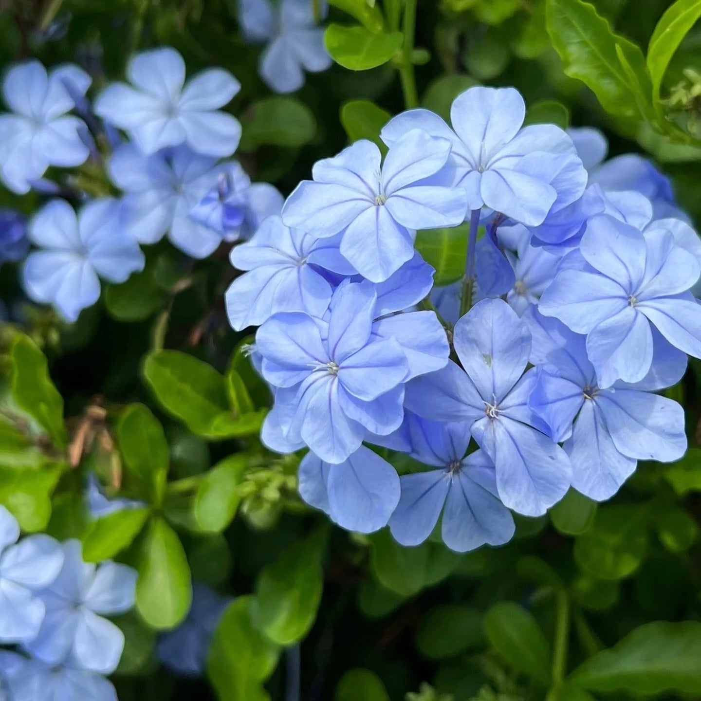 Blue Plumbago
