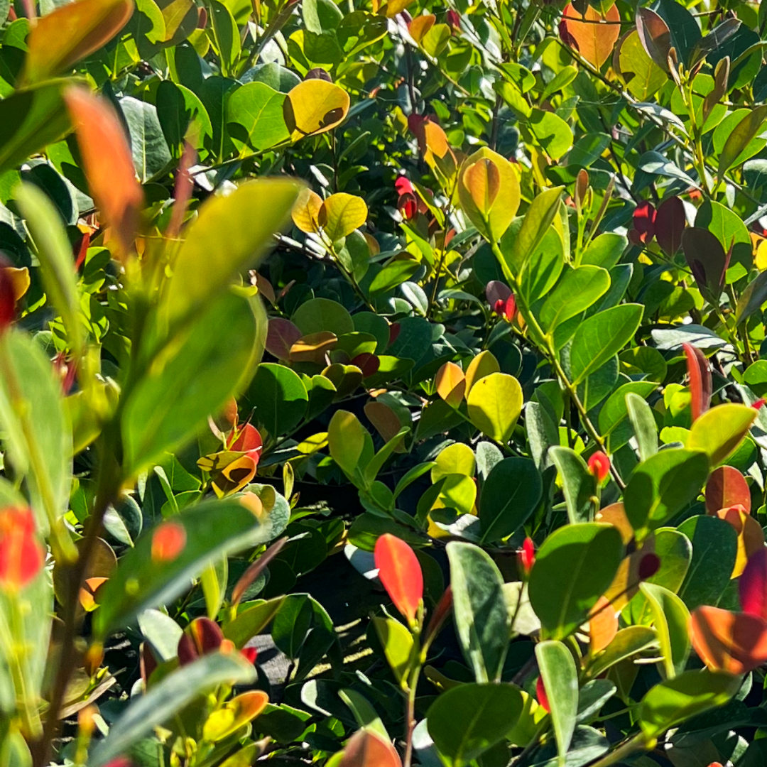 Cocoplum 'Red Tip'
