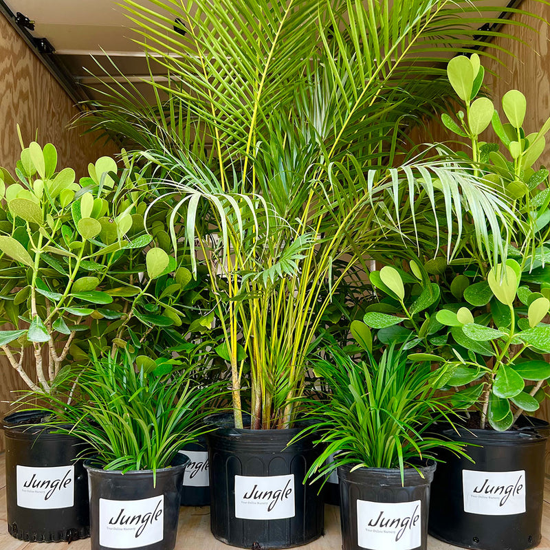 Plant Bundles