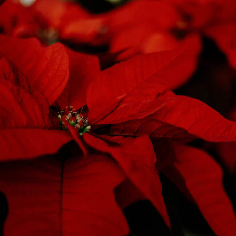 Poinsettias