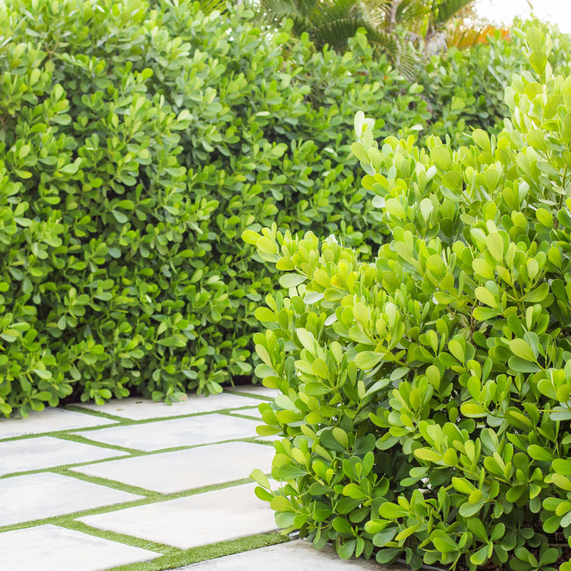 Privacy Hedges