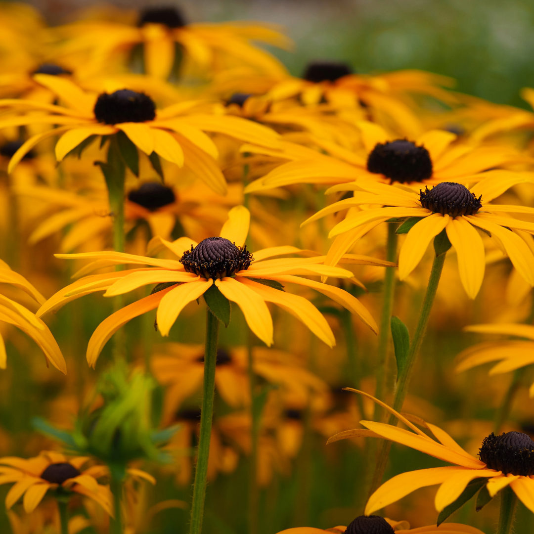 Black-eyed Susan