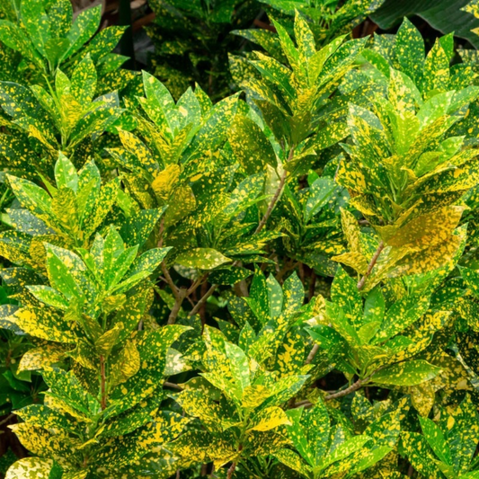 Croton 'Gold Dust'