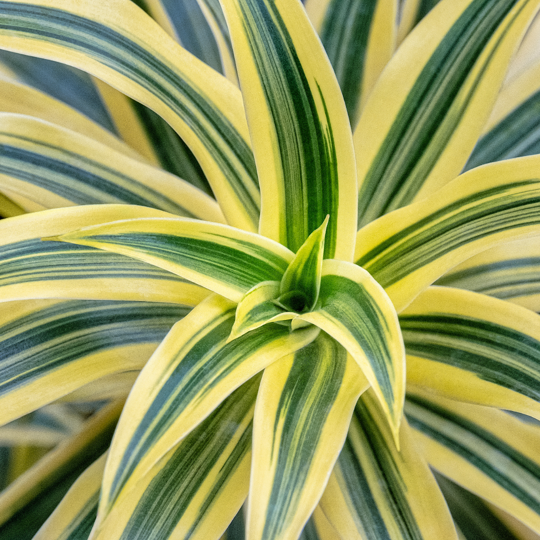 Variegated Song of India