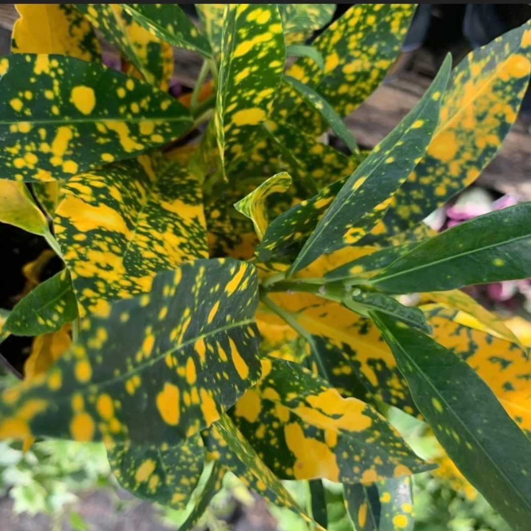 Gold Dust Croton