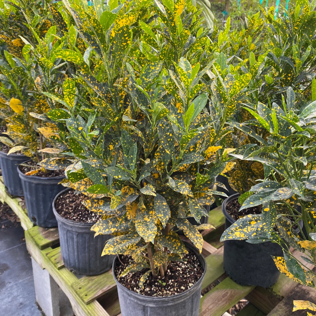 Gold Dust Croton