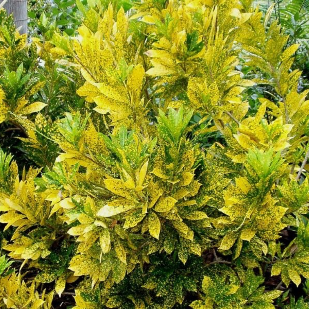 Gold Dust Croton