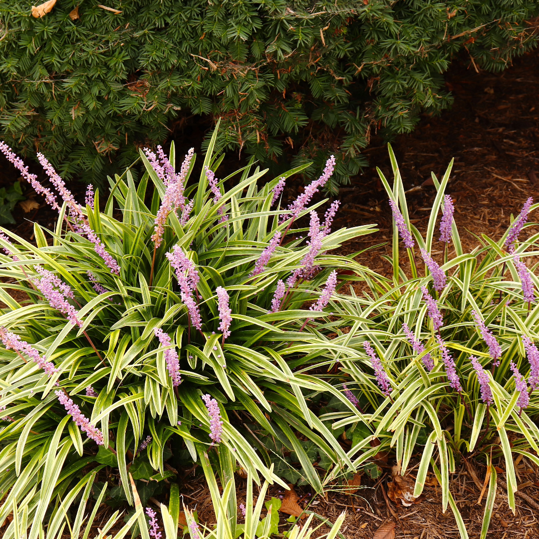 Variegated Liriope
