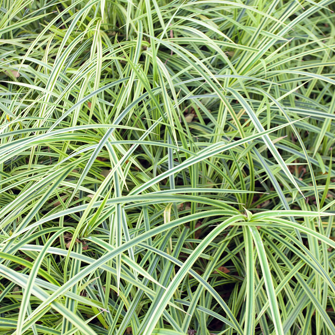 Variegated Liriope
