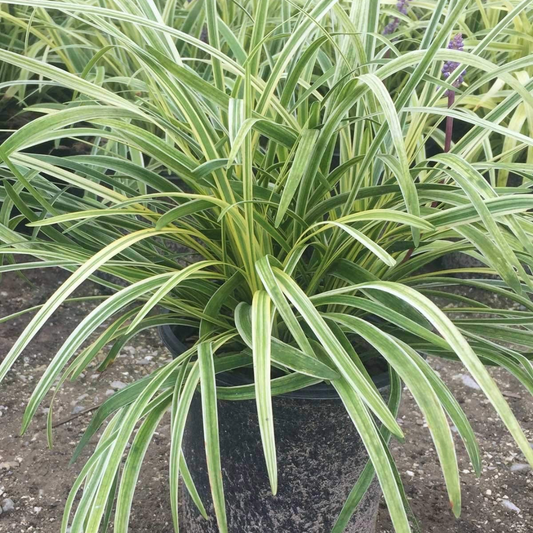 Variegated Liriope