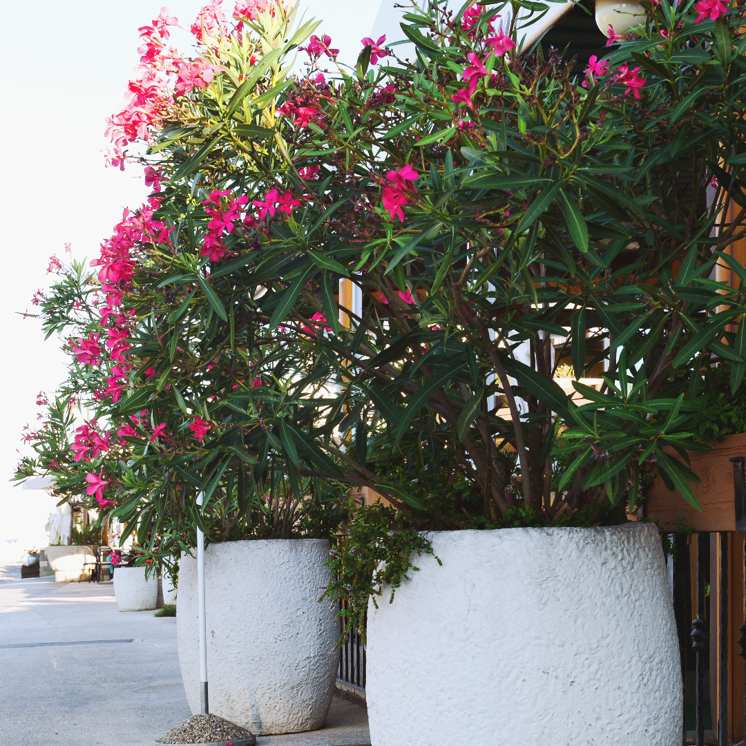 Calypso Pink Oleander
