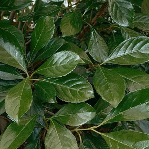 Awabuki