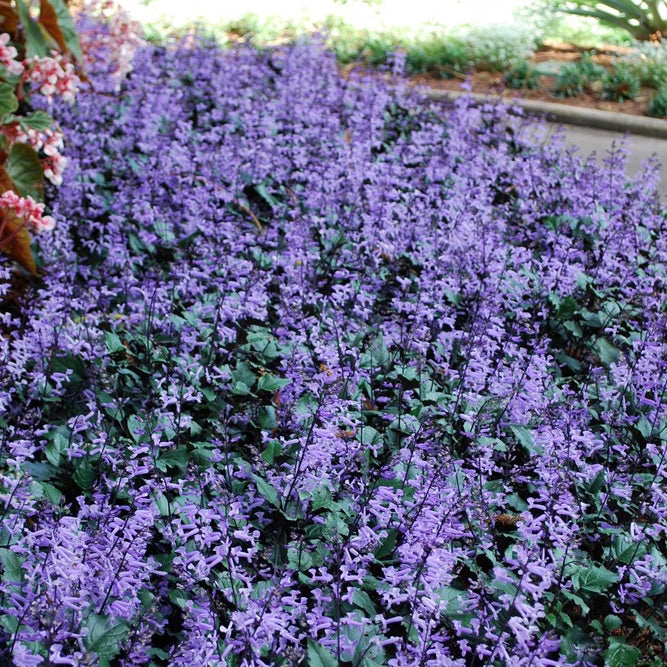 Mona Lavender