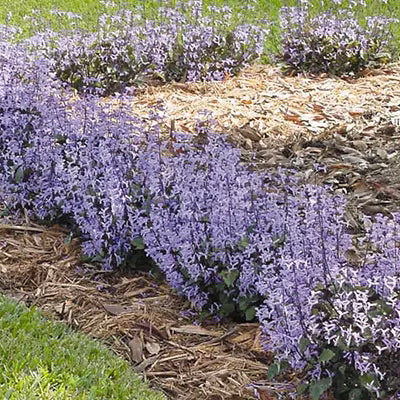 Mona Lavender