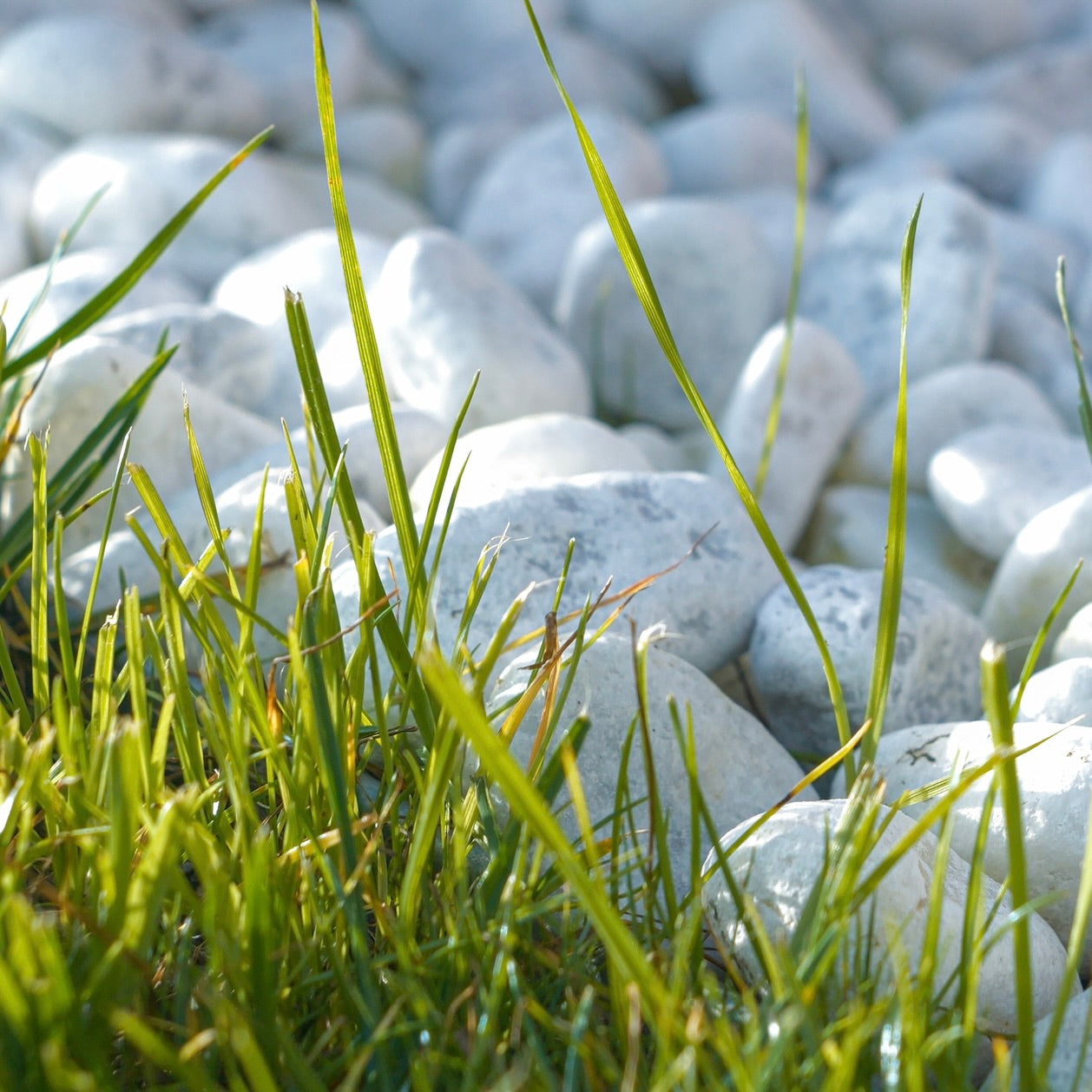 Polar White Beach Pebble