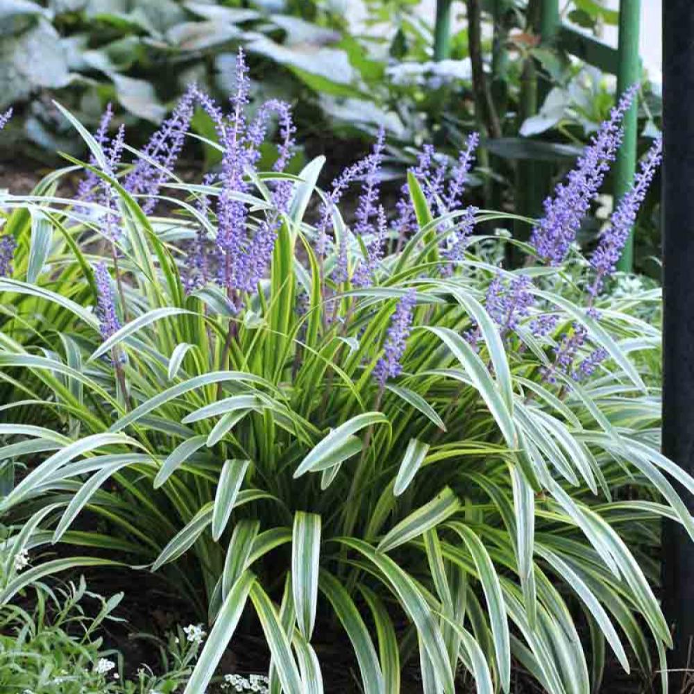 Variegated Liriope