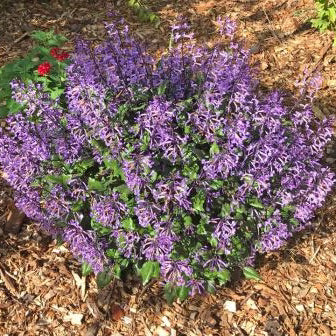 Mona Lavender