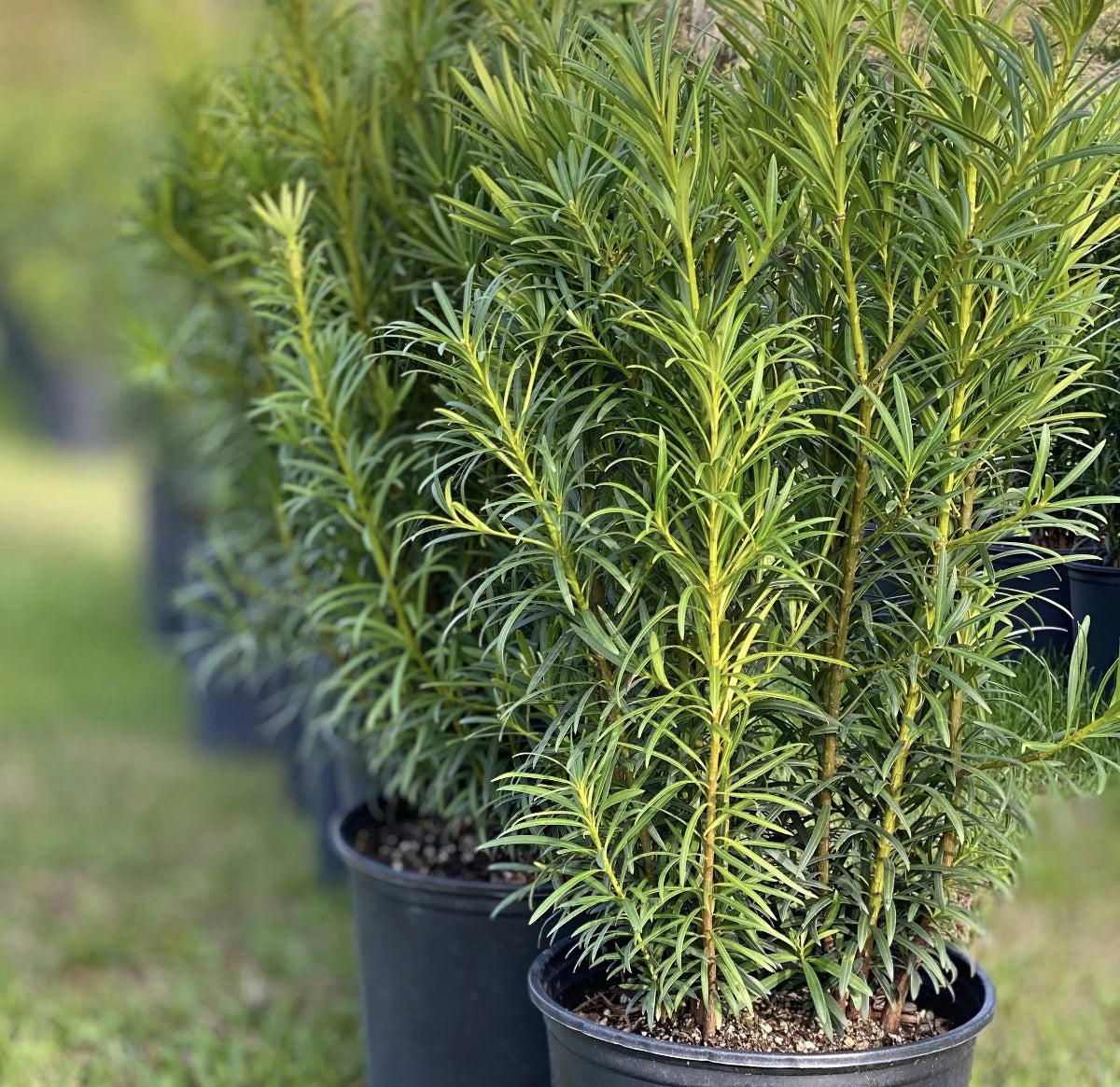 Podocarpus