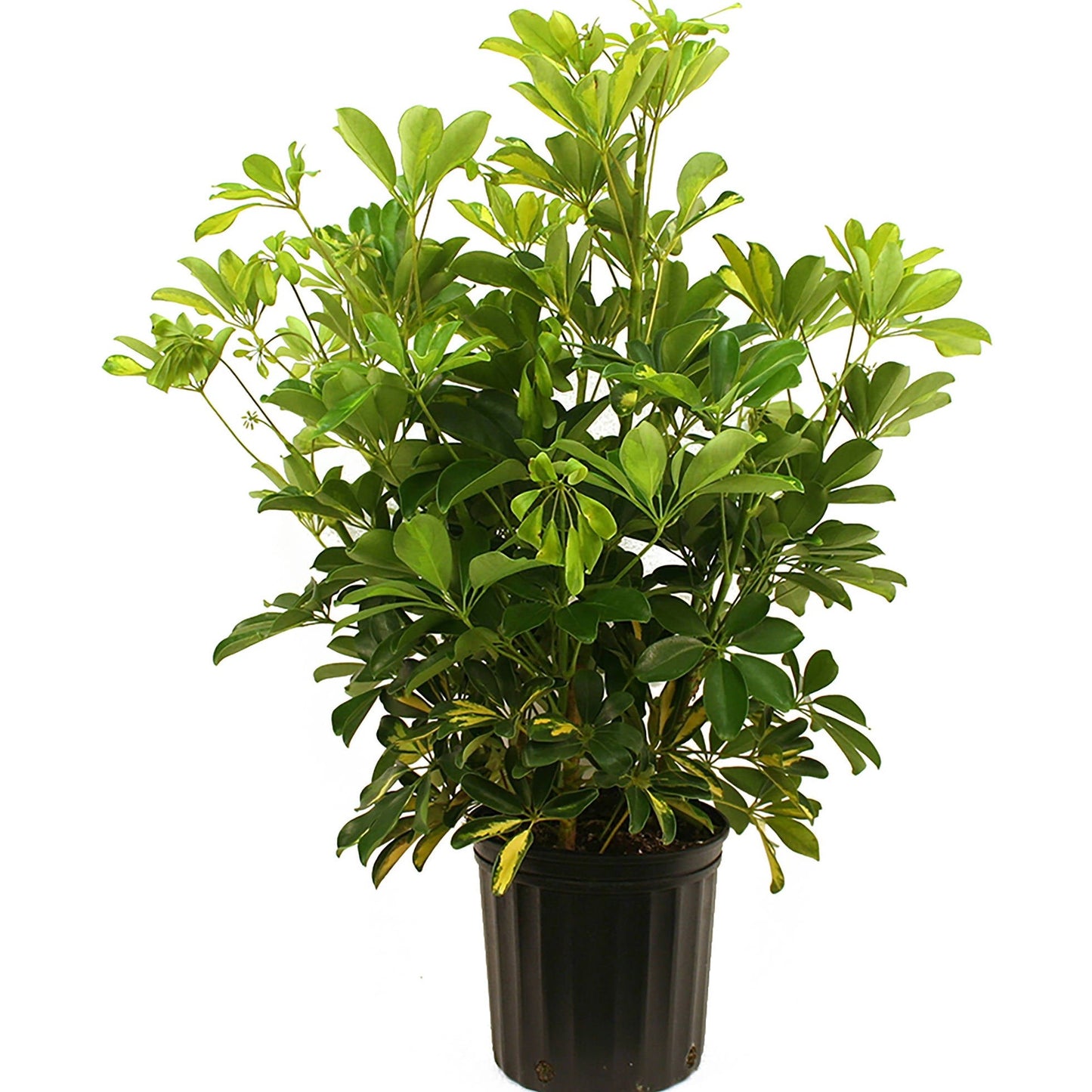Green Arboricola