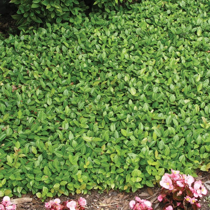 Jasmine 'Minima'