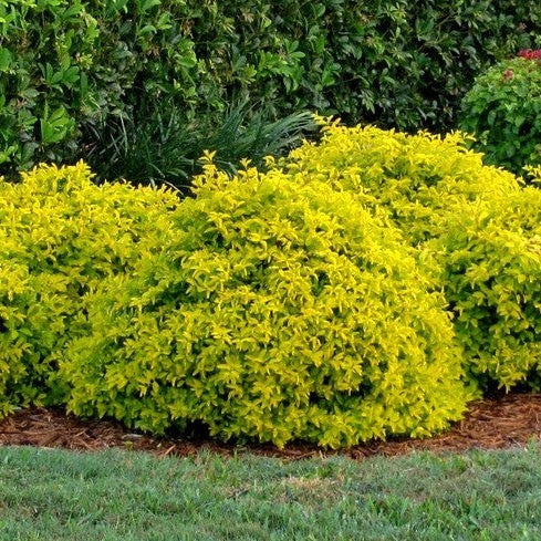 Golden Mound