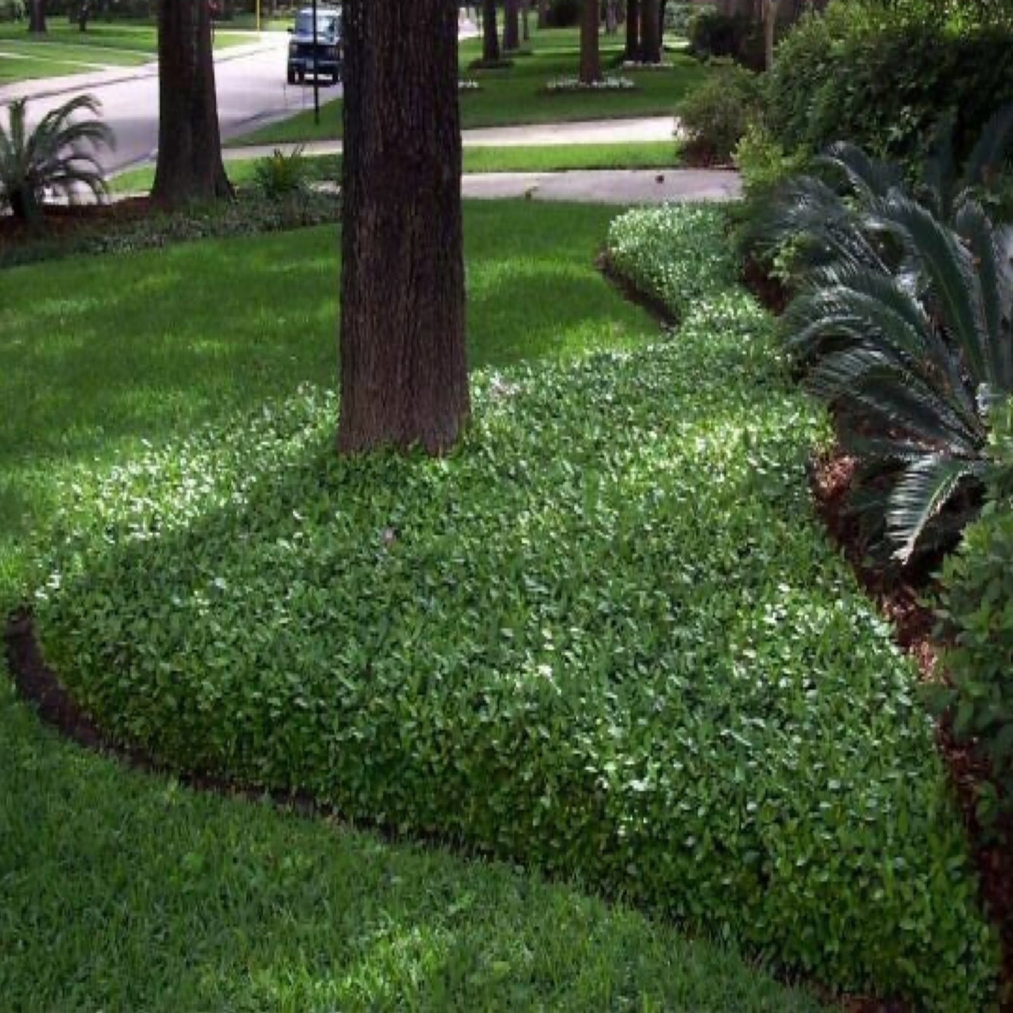 Jasmine 'Minima'