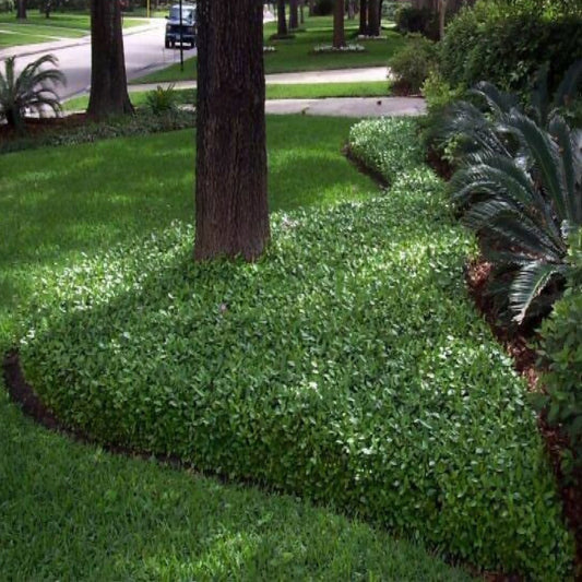 Jasmine 'Minima'