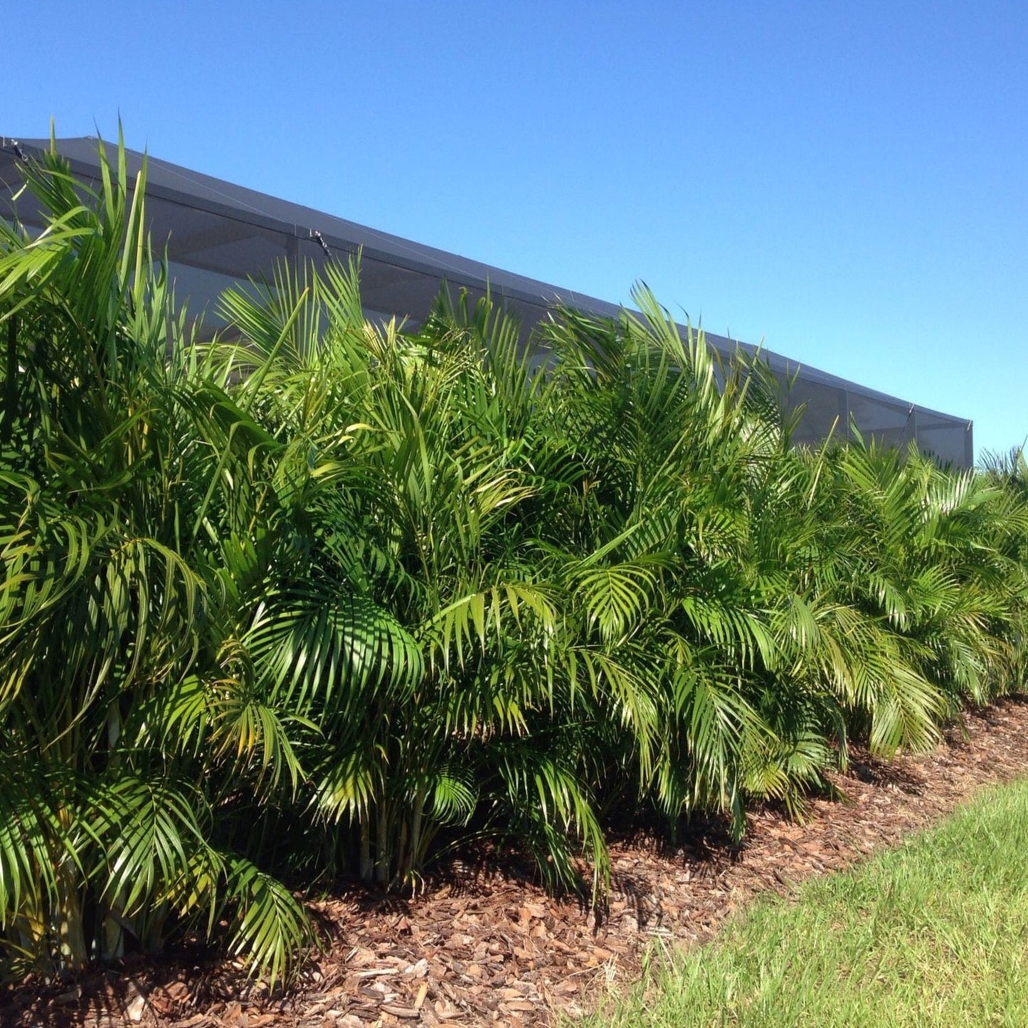 Areca Palm