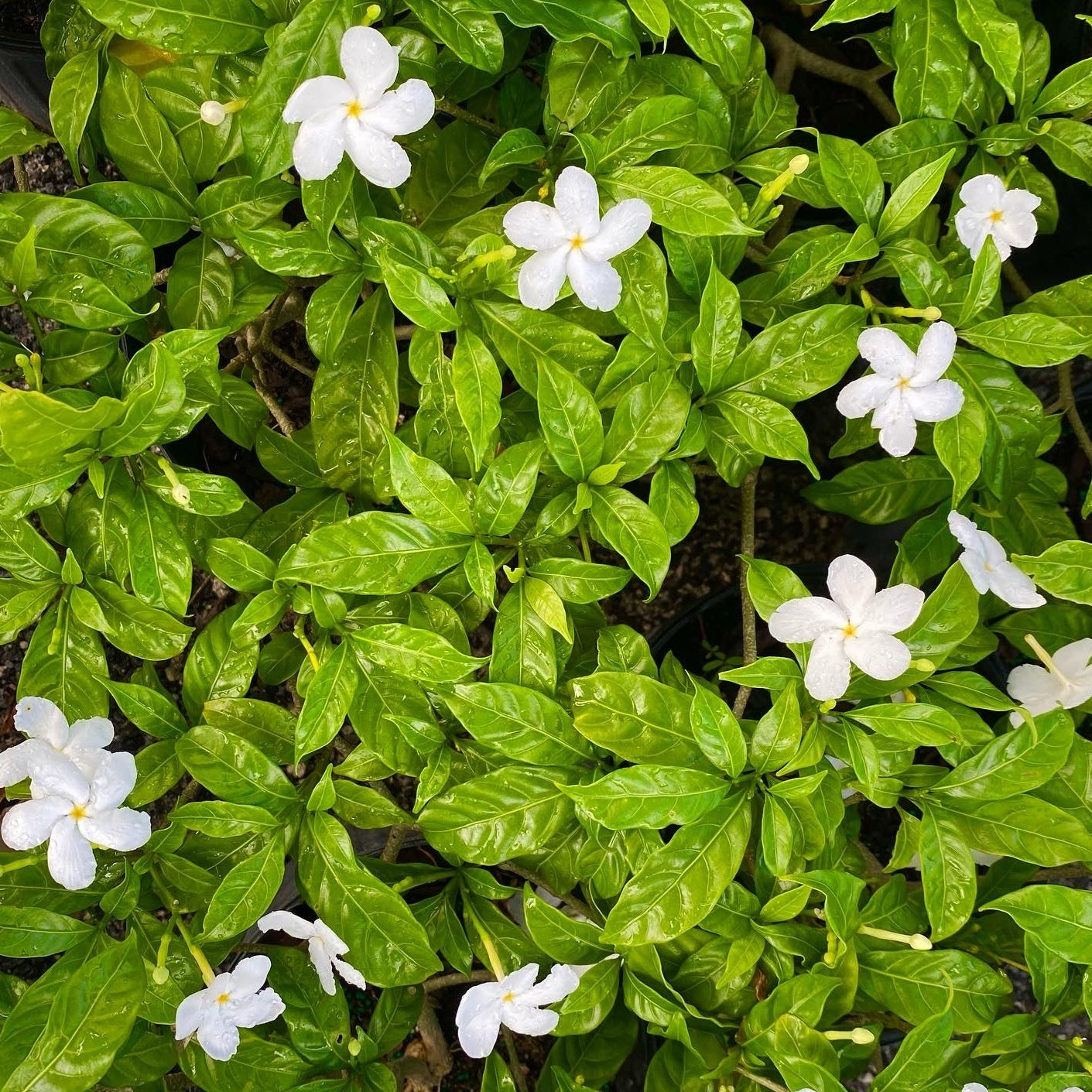 Pinwheel Jasmine
