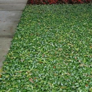 Jasmine 'Minima'