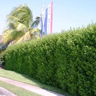 Green Buttonwood