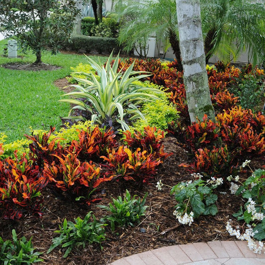 Croton 'Mammey'