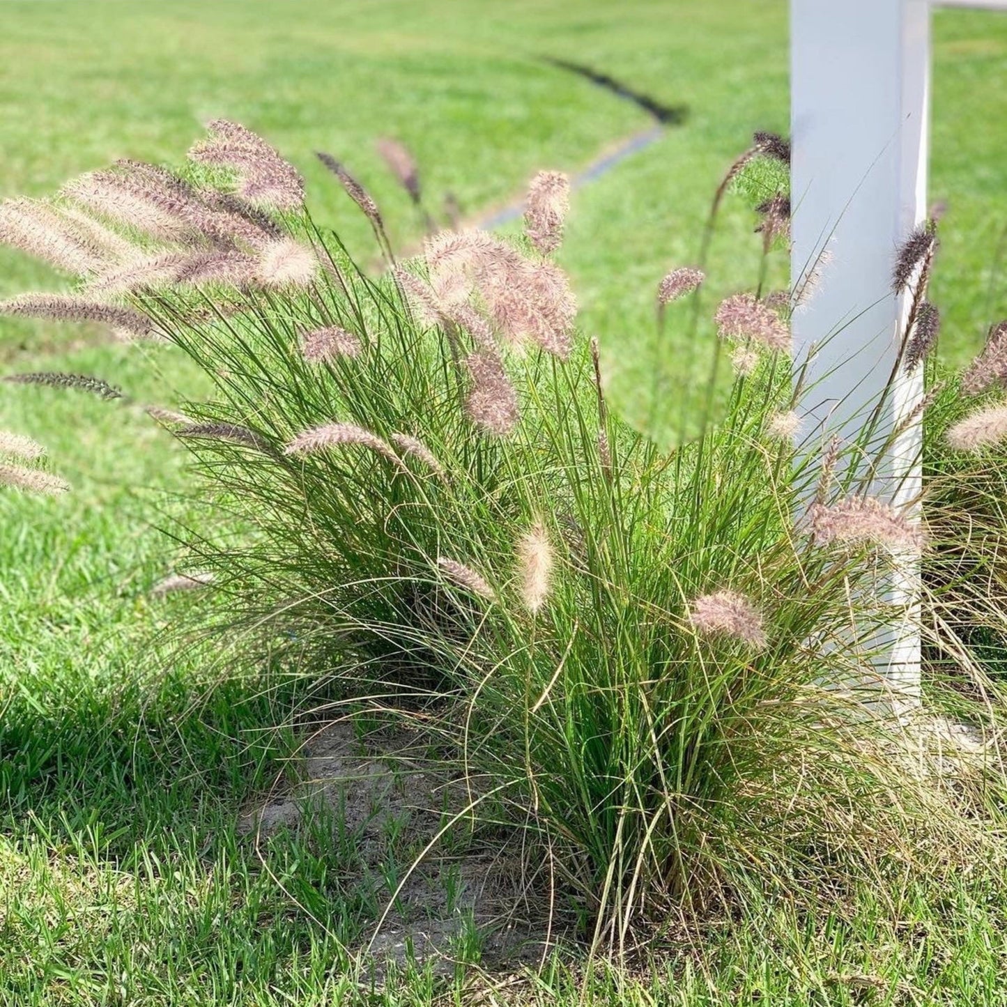 White Fountain Grass
