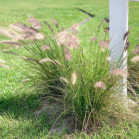 White Fountain Grass