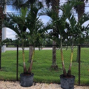 Christmas Palm