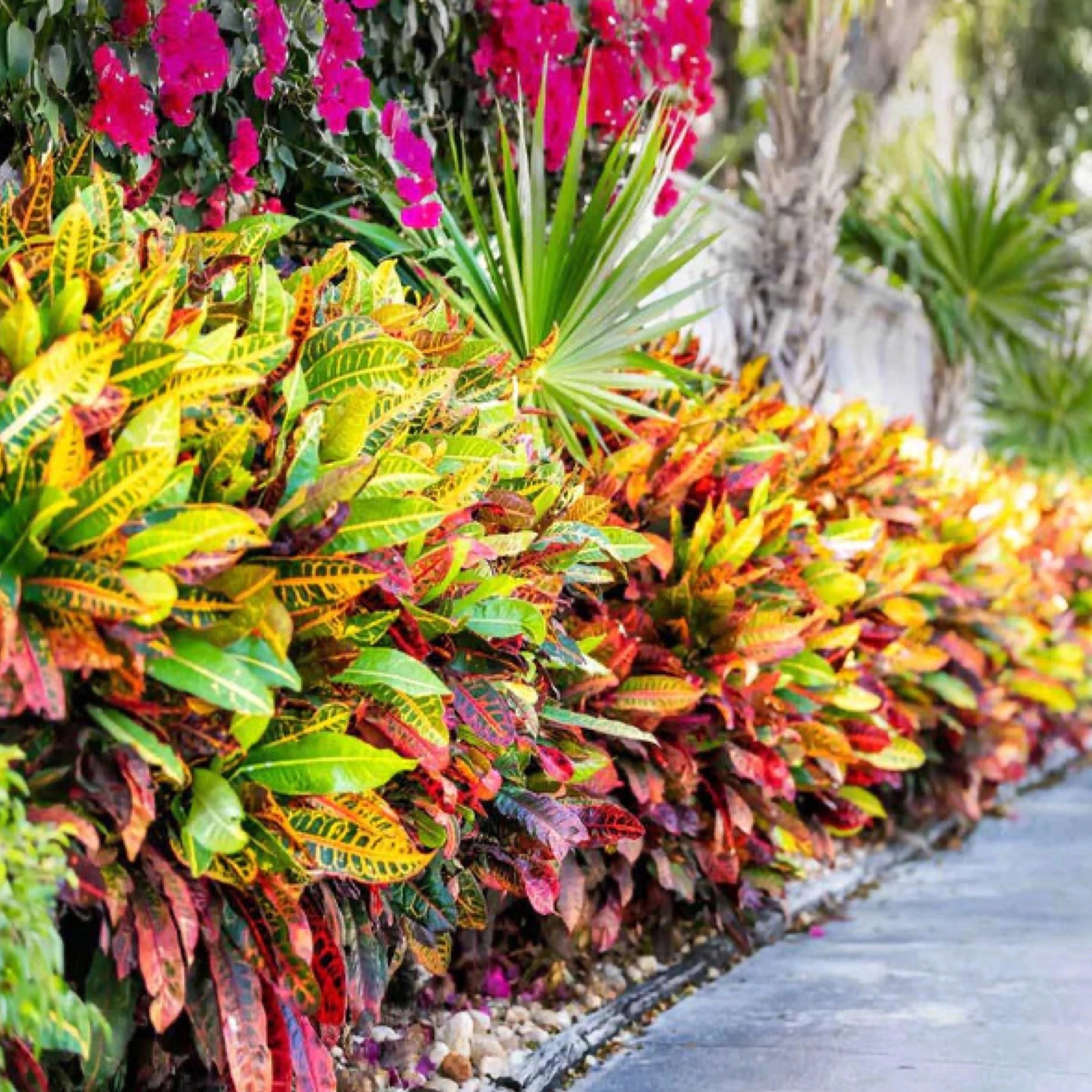 croton mammy flowers Croton 'Petra'