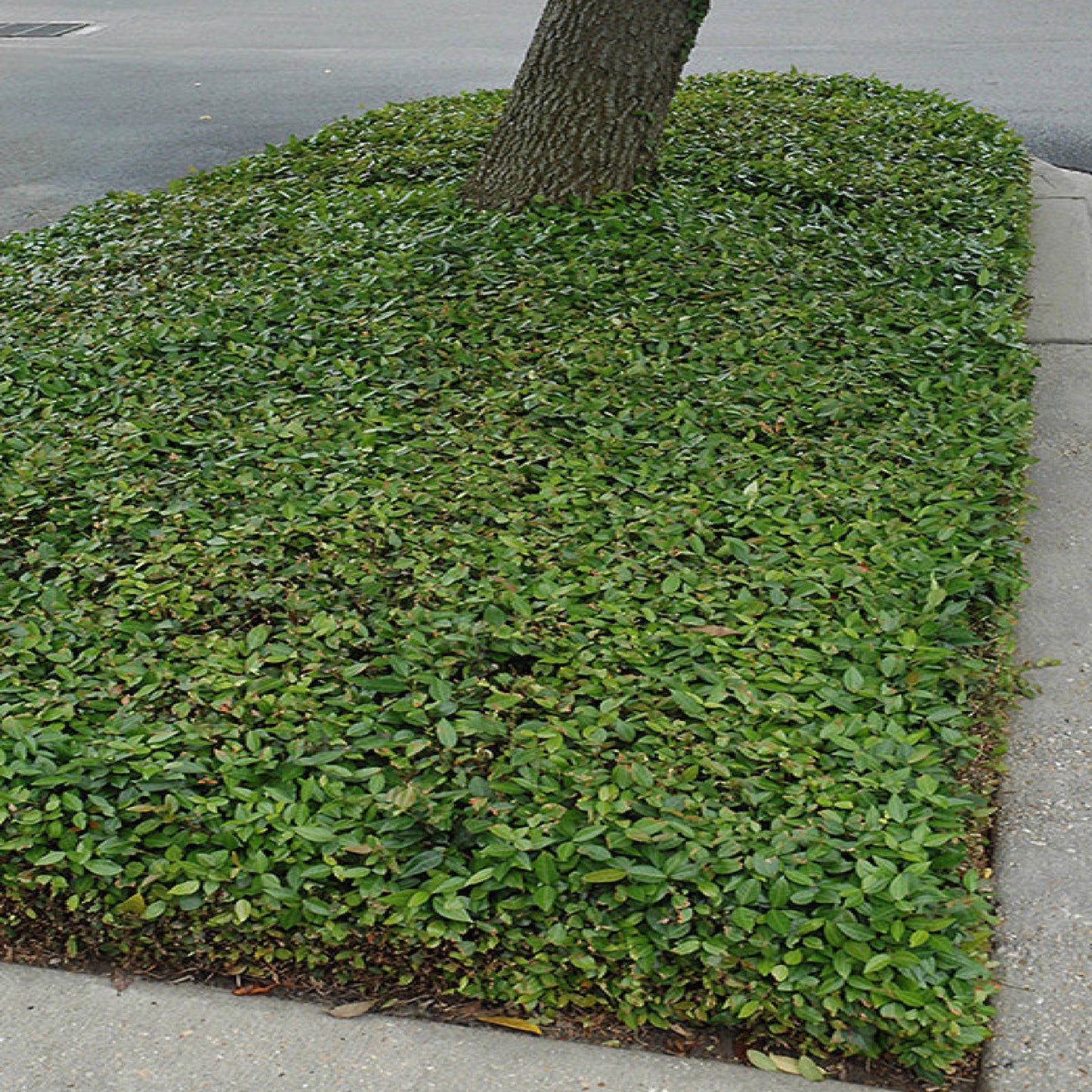 Jasmine 'Minima'